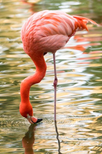 Hoe komt de flamingo aan zijn roze veren?
